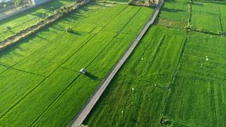 Lovina Beach Club & Resort - 6