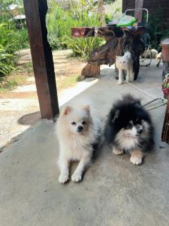 Đồi Gió Hú Homestay & Coffee Măng Đen - Kon Von Kla - 8