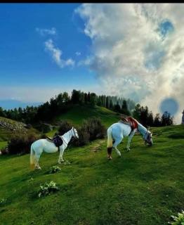 Nathigali tour travel - 4