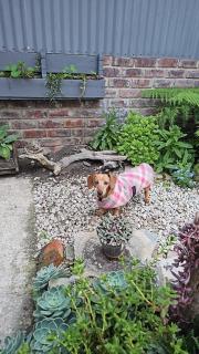 Pet-Friendly Courtyard Suite Tsitsikamma Gardens - 3