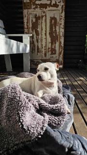 Pet-Friendly Courtyard Suite Tsitsikamma Gardens - Sanddrif - 1