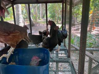 Vaakai Home Stay - - 1