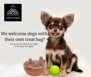 Hotel Elev8 Flagstaff, Trademark Collection by Wyndham - Flagstaff - 9