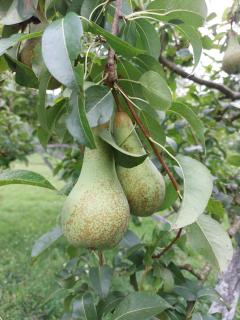 Kuća za odmor "Mira" - 2