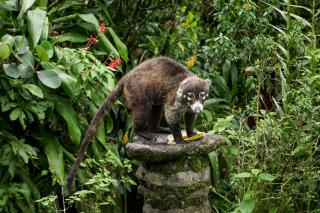 Monteverde Wildlife Paradise - Nature Lovers - 8