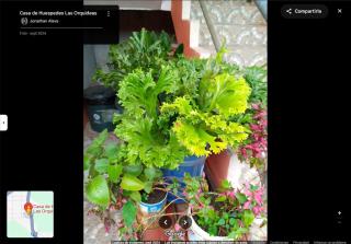 Hostal las orquideas - 1