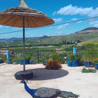 Gîte Le cèdre Bleu - Ifrane - 0