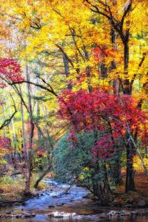 Dog Friendly, Quiet Chalet, Hot Tub, Fireplace - Sevierville - 6