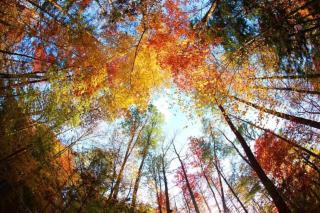 Dog Friendly, Quiet Chalet, Hot Tub, Fireplace - 6