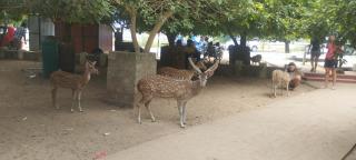 Ashok Guest house - Trincomalee - 7