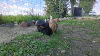 Gospodarstwo Agroturystyczne Bogdanówka - 5