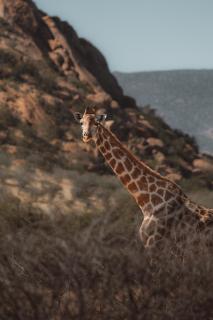 Ai Aiba - The Rock Painting Lodge - Omaruru - 7