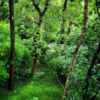 Greens Tree House & Wood House - 2