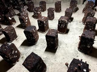 La Petite Caravelle 2 pièces sur jardin - 7