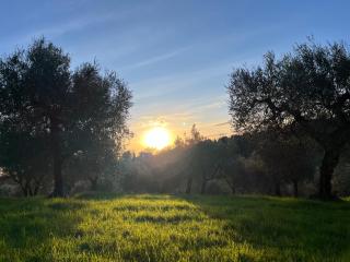 Casa Oliva Casperia, house & private olive grove - Casperia - 6
