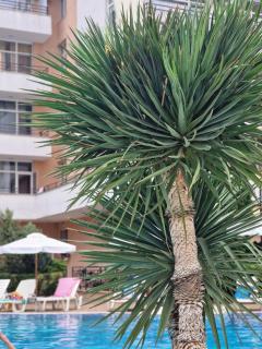 Grand Kamelia - 7
