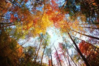 Fantastic Pet Friendly Cabin, Hot Tub, Fire Pit - 6