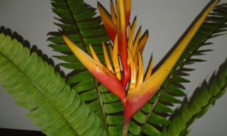 Anusha Apartment 15 Homestay - Galle - 2