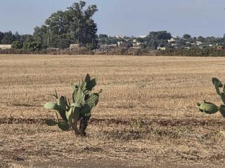 Masseria Delle Api - 2