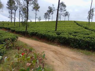 Flower Hill - 7