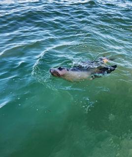 Sand and Sea Escape Lancelin - 2