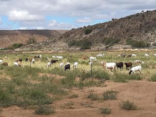 Prinspoort Klein Karoo Stay - Ladismith - 3