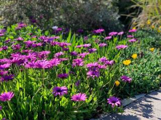 No stairs, Big House, Garage Richmond Residence 1 - 9