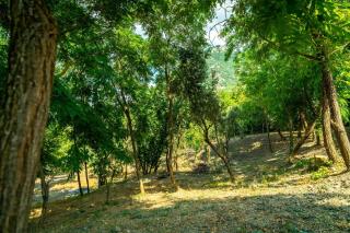 Villa Romantica con Bosco sulla Strada dei Vini - 6