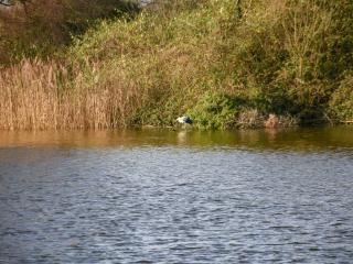 Pinewood - Brundall - 3