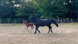 Studio au Haras - Durtal - 3