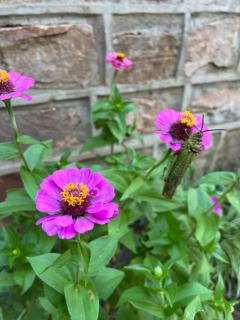 Luxurious African Farm Cottage stay in Vryburg - 7