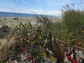Seaside Serenity in Faldsled-By Traum - 5