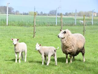Studio in Nieuwpoort near the Beach - 6