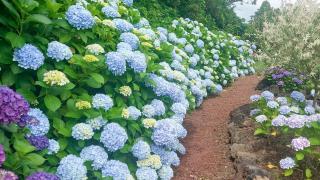 Jeju ChunJaNe Pension - Seogwipo - 7