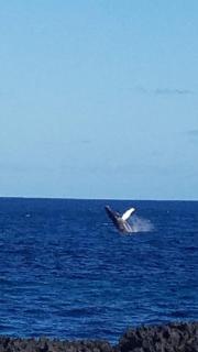 Family Villa at Las Galeras, Samaná - 8
