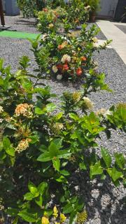 Domaine "Alizé Sainte-Marthe" - Idéal Couple & Famille - Piscine Privée - Clim - Mini Green de Golf - Wifi HD - Calme - 5min St-François Centre - Draps & Serviettes fournies - 1