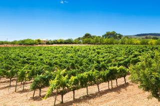Agroturisme Sa Torre, Adults Only Relax Oasis - 7