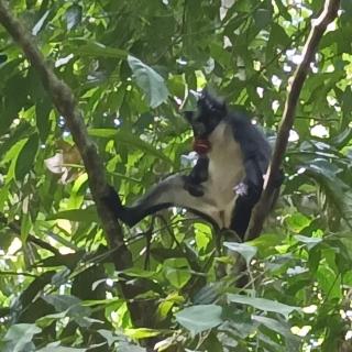 Dendi guest house & orang utan explore - 7