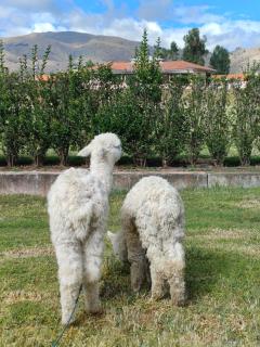 Villa Arcadia - Cusco - 7