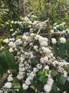 SilverCloud Homestay - 8