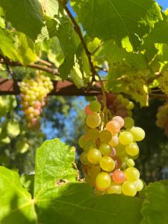 Le Grand Hermas - Saint-Martin-de-Castillon - 9
