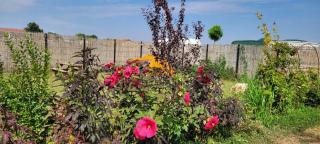 Makeeda Camping - Vama Veche - 1