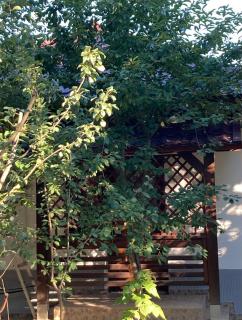 Garden-side apartments in Targu-Jiu - Târgu Jiu - 6