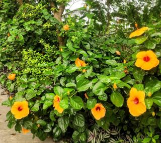 Tuyet's Homestay - Ninh Bình - 4