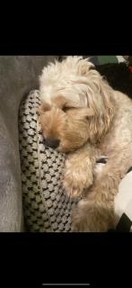Limefield Mansion House - Livingston - 9