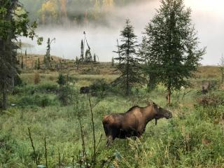 LAKE FRONT fishing between Kasilof & Kenai river - 0