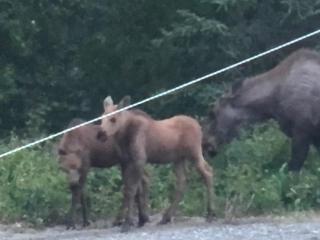 LAKE FRONT fishing between Kasilof & Kenai river - 2