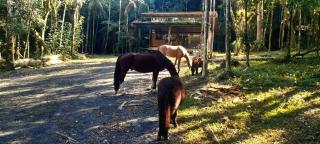 Sitio Lopes - Rio do Sul - 9