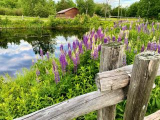 FOUR Nature Resort - Chelmsford - 7