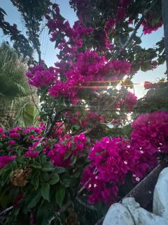 Sea front Garden House - Pera Evleri - 5